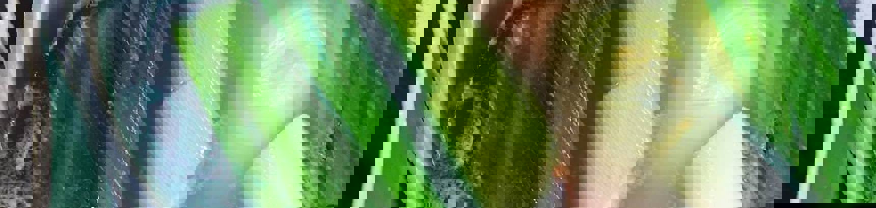 22448192_1961345077479678_5914999072298780509_n.jpg (1)