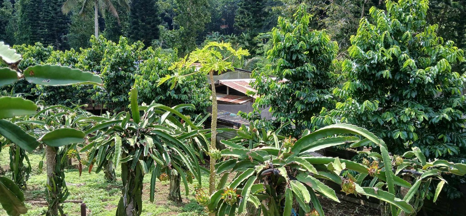 billede-2.jpg (1)